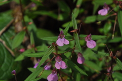 Impatiens oppositifolia